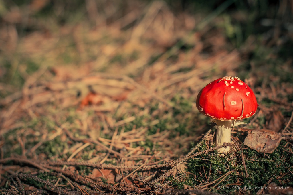 Fotografie-Tutorial Wie fotografiere ich Pilze im Wald richtig (1)