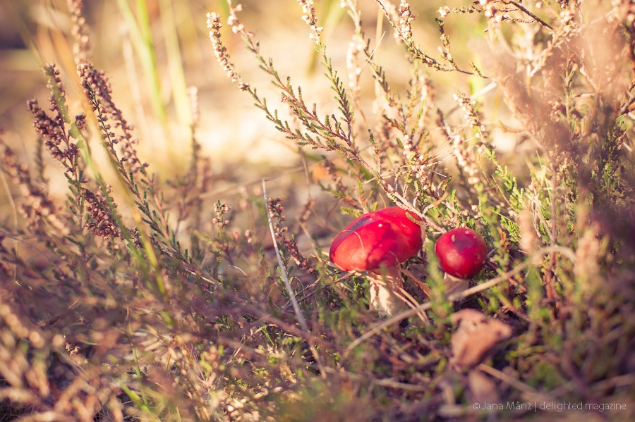 Fotografie-Tutorial Wie fotografiere ich Pilze im Wald richtig (3)
