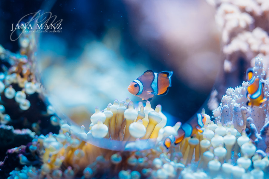 Aquariumfotografie: Fantastische Unterwasserwelt im Aquarium
