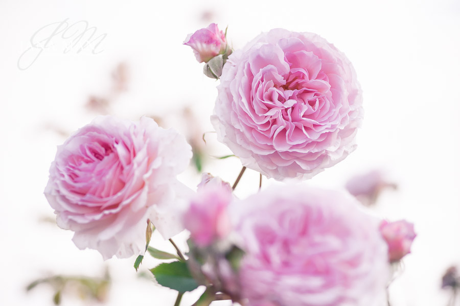 16.6. Blütenträume 2018 Größte Rosensammlung der Welt, Sangerhausen 10:00 – 18:00 UhrRosen, über Rosen. Das Rosarium Sangerhausen gehört zu den größten Rosensammlungen auf dieser Welt. Dort wird deine Kamera keinen Moment still stehen. Dabei üben wir Makrofotos als auch Rosenfotos im Besonderen.