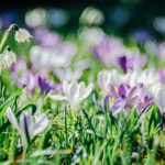 Blumen, Botanischer Garten, Frühjahrsblüher, Frühling, Krokus, Leipzig, Trioplan 100 f2.8, Vintage-Objektiv, Vintagelense, meyer-optik-goerlitz