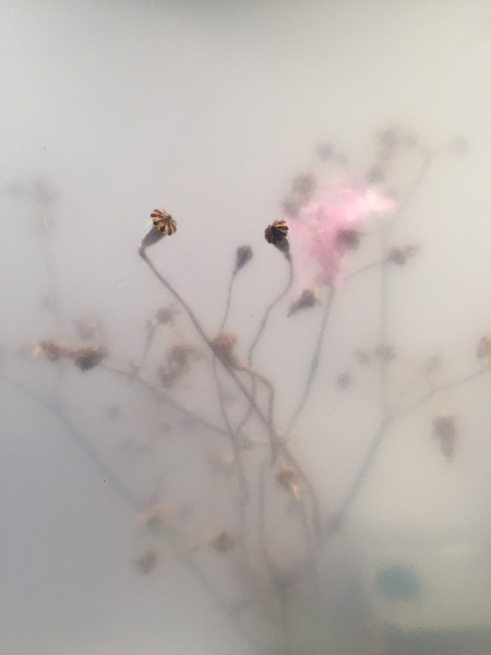 Blumenfotografie mit dem Smartphone von Maja Zenz