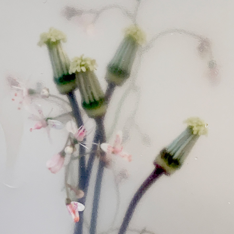 Blumenfotografie mit dem Smartphone von Maja Zenz