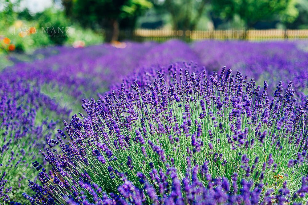 Lavendelblüte wie in der Provence - Lavendelfelder im Muldental - Naturfotografie