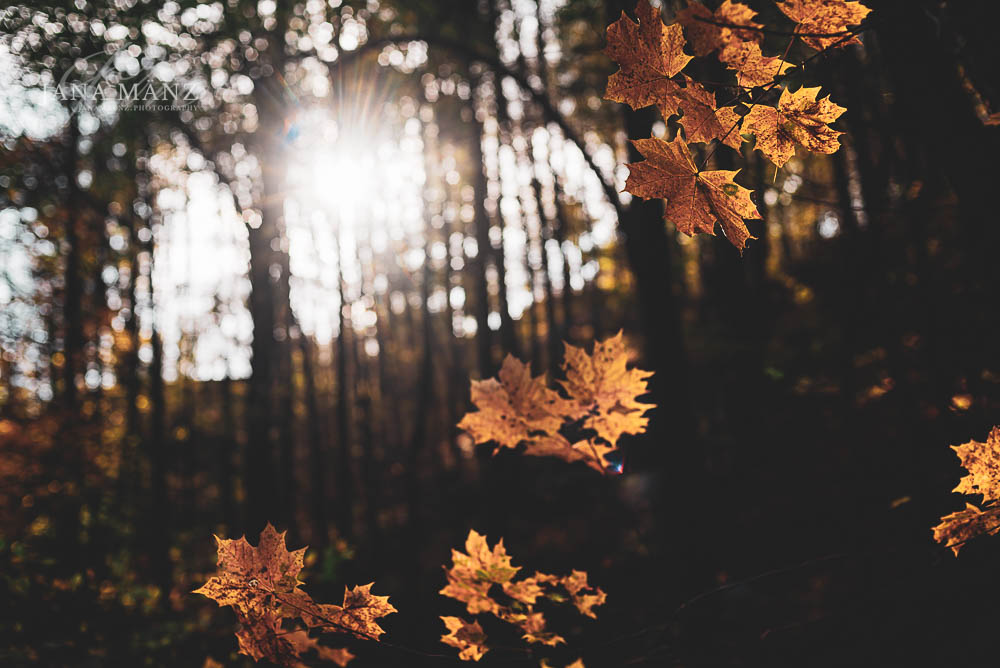 Herbstlicher kontemplativer Fotospaziergang im Muldental © Jana Mänz
