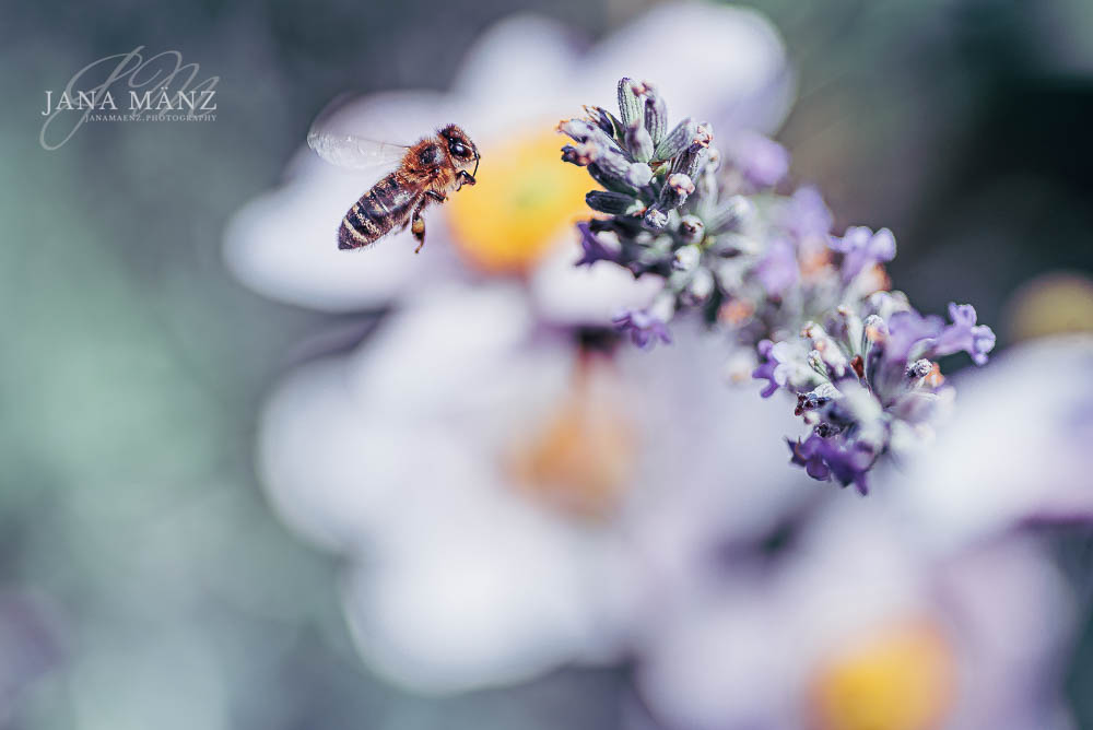 Naturfotografie Honigbiene im bienenfreundlichen Garten, Lavendelblüte