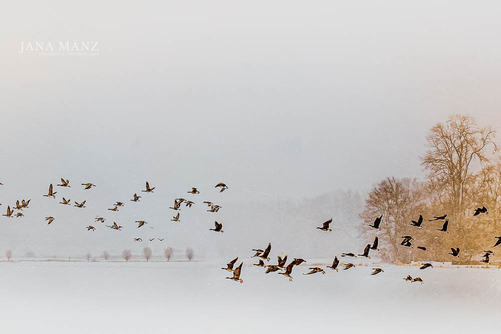 Winterbilder mit Gefühl und Verstand - Naturfotografie für die Seele: Tipps für die Schneefotografie