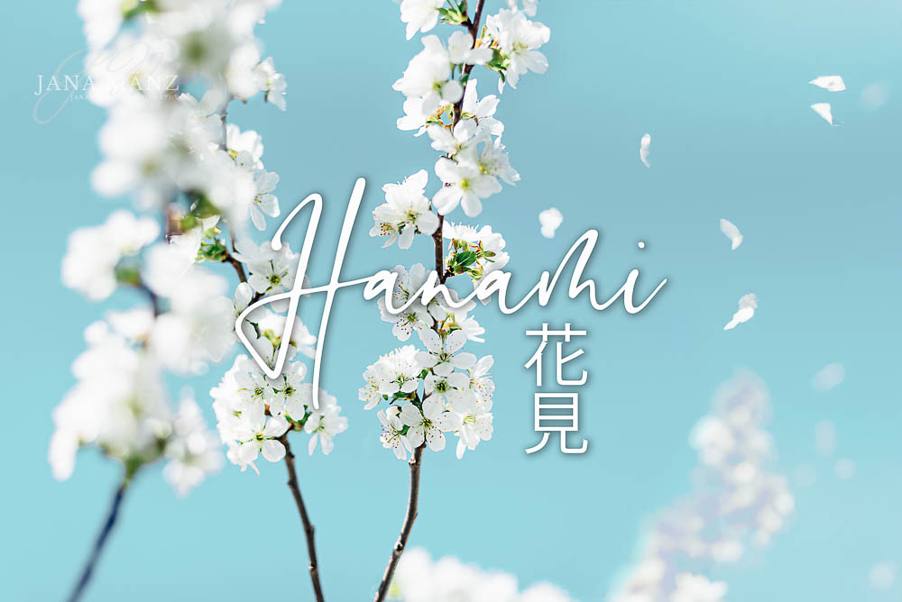 Hanami: Kirschblütenblätter im Wind