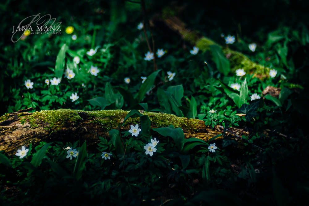 Buschwindröschen, Frühling, Trioplan100