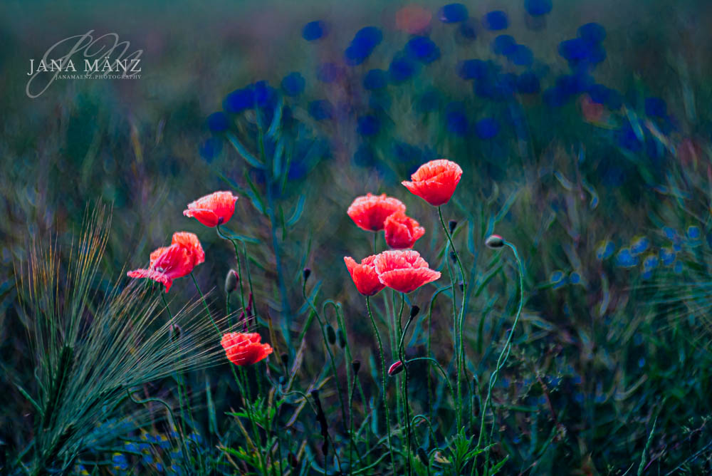 Mohnblüten im Mohnfeld - Naturfotografie im Muldental