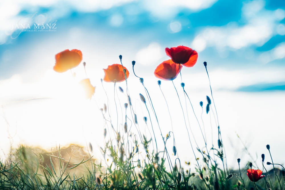 Mohnblüten im Mohnfeld - Naturfotografie im Muldental