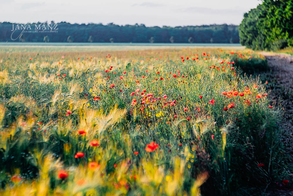 Mohnblüten im Mohnfeld - Naturfotografie im Muldental