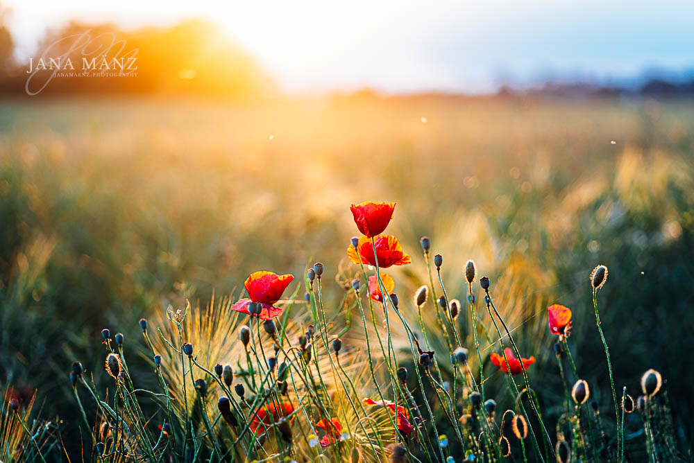 Mohnblüten im Mohnfeld - Naturfotografie im Muldental