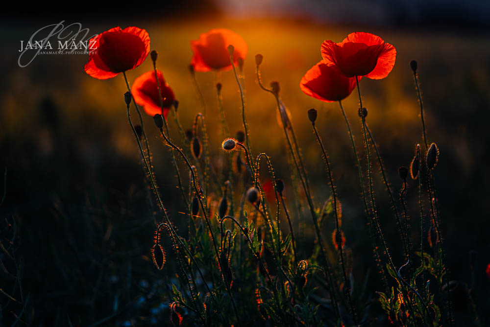 Mohnblüten im Mohnfeld - Naturfotografie im Muldental