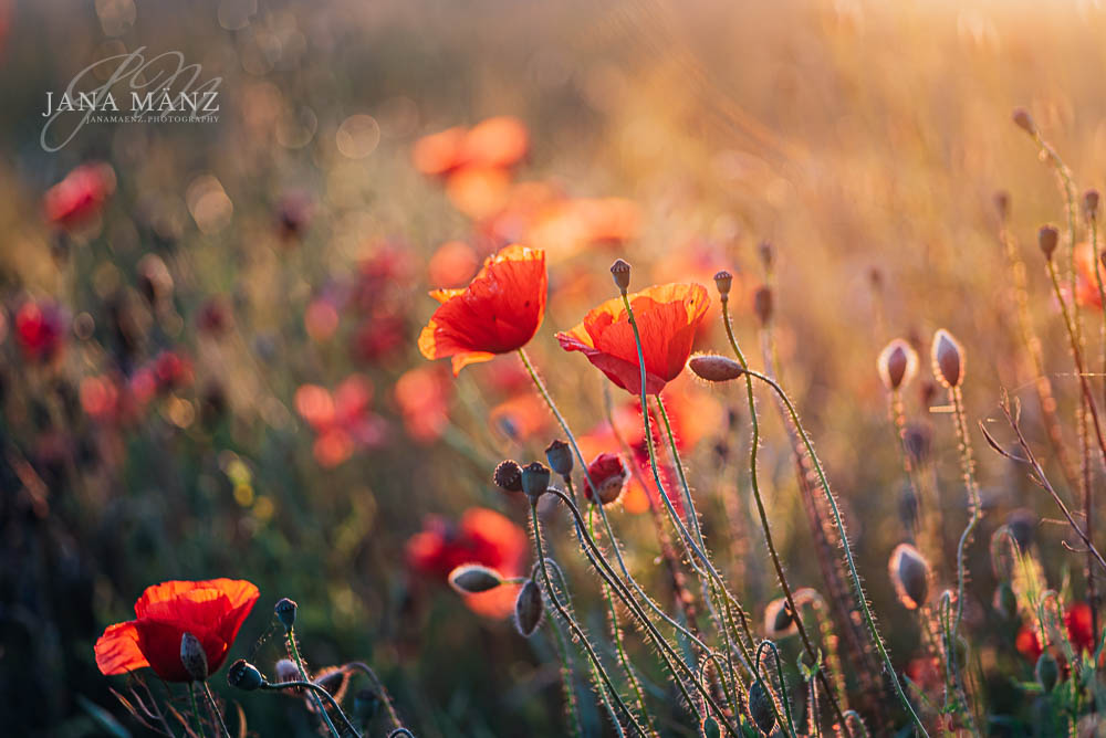 Mohnblüten im Mohnfeld - Naturfotografie im Muldental