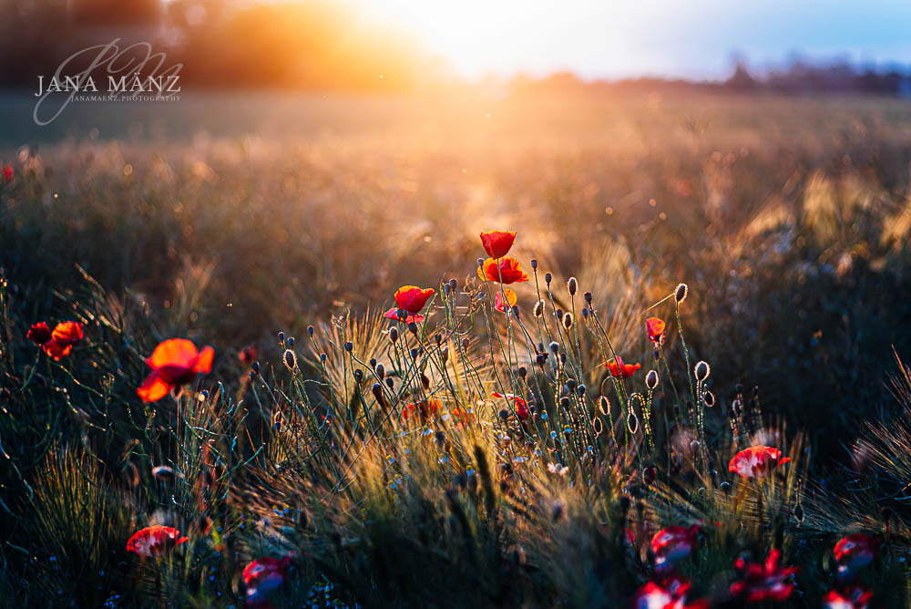 Mohnblüten im Mohnfeld - Naturfotografie im Muldental