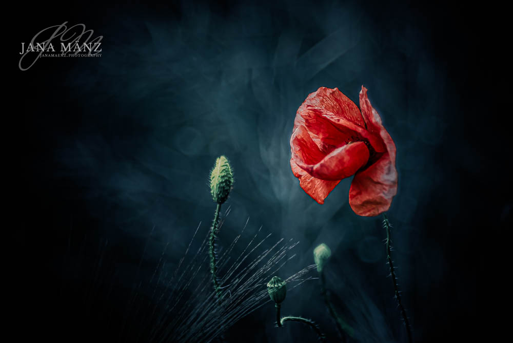 Mohnblüten im Mohnfeld - Naturfotografie im Muldental