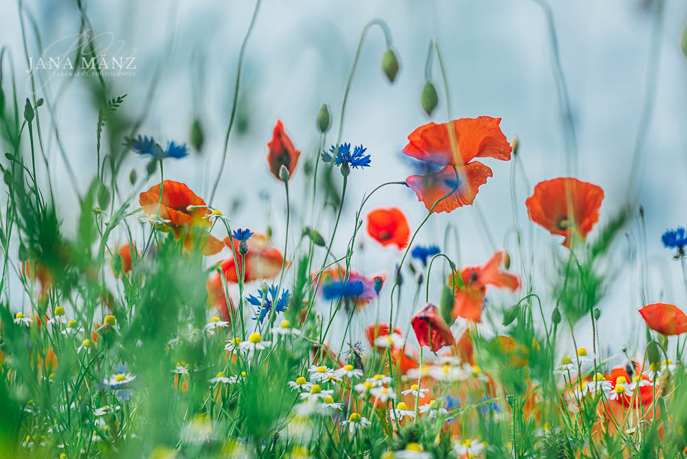 Traumhafte Mohnblüte im Mohnfeld: Naturfotografie in voller Blüte – Entdecke die Schönheit der Natur
