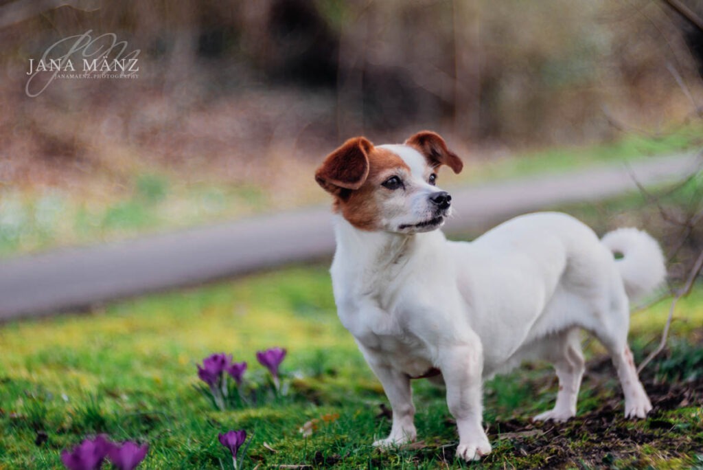 Frühjahrsblüher, Hund, Jack-Russel, Muldental, Sachsen, Stella