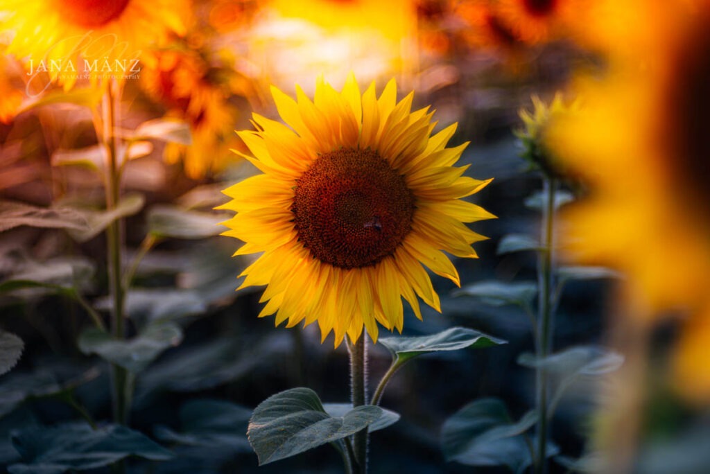 Muldental, Sachsen, Sonnenblume, Sonnenblumenfeld