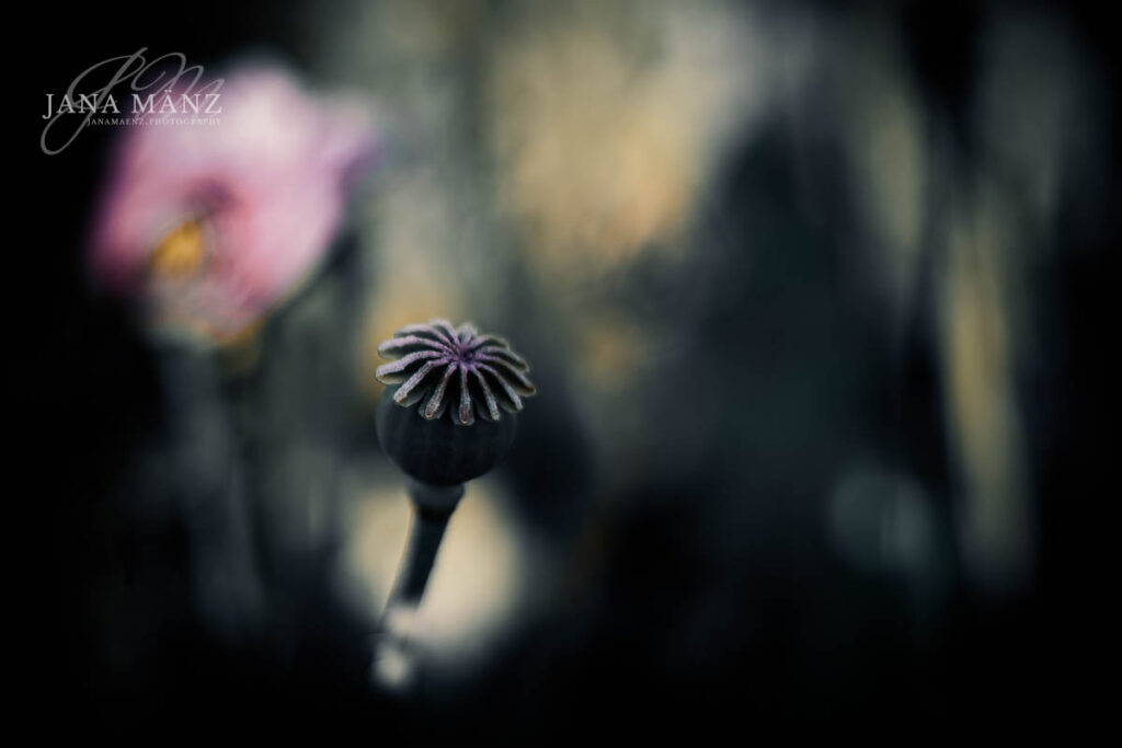 Zen, Wabi-Sabi, Shibui, Yūgen, Miyabi, Geidō, Jo-ha-kyū und Ensō – der Artikel nimmt dich mit in die Welt der japanischen Ästhetik und zeigt, wie diese Prinzipien die Naturfotografie auf eine tiefere Ebene heben. Entdecke die Kunst der Stille, die Schönheit im Unvollkommenen und die Verbindung von Licht und Schatten. Erlebe, wie minimalistische Kompositionen und achtsames Sehen deine fotografische Perspektive transformieren können.