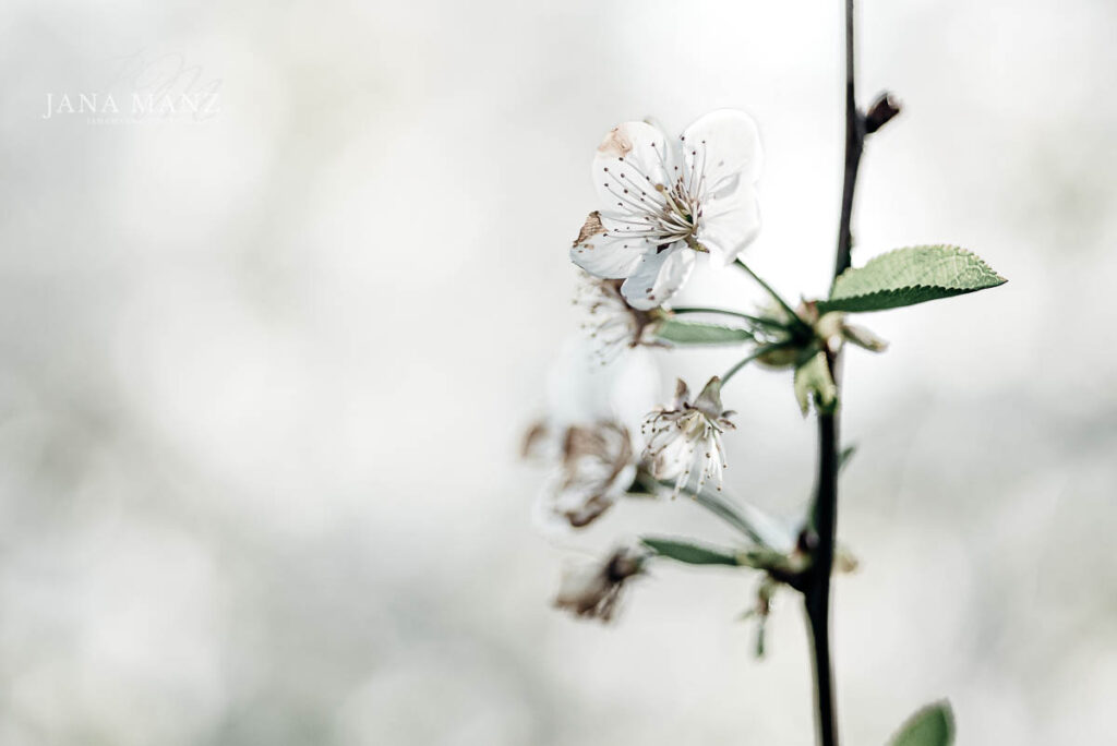 Naturfotografie: Mono no Aware - Die Schönheit der Vergänglichkeit und ihre Bedeutung