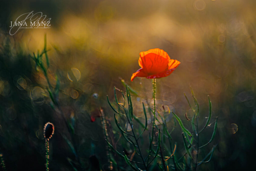 Mohnblüten im Mohnfeld - Naturfotografie im Muldental
