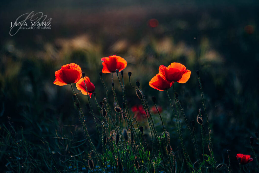 Mohnblüten im Mohnfeld - Naturfotografie im Muldental